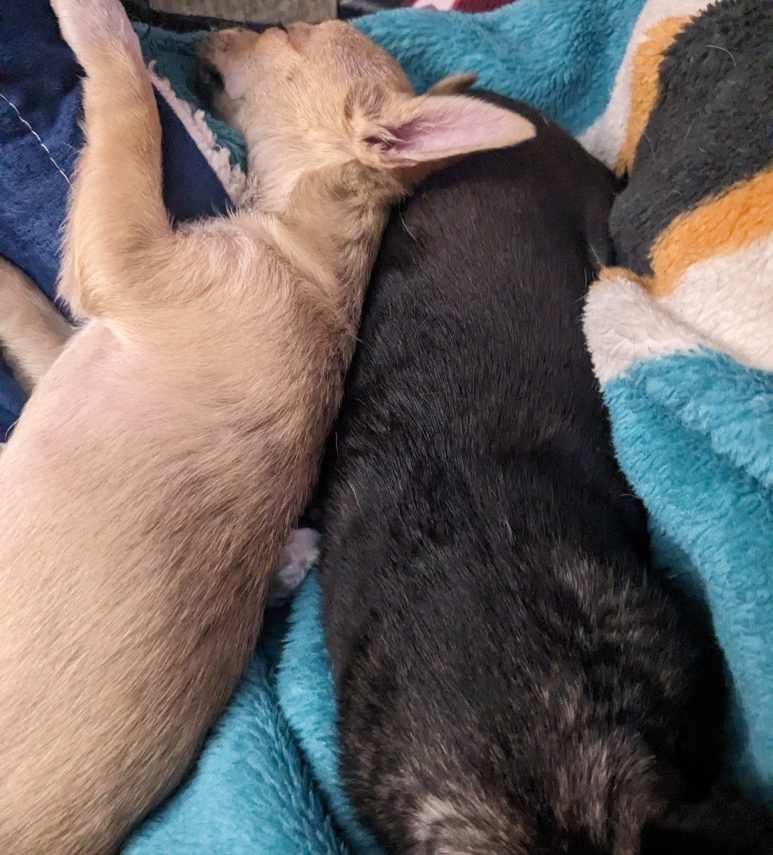 IX_Ryker_Psycho's tweet image. Post Masters @GhostAdventures marathon, puppy cuddles and a nice cup of tea = best way to end the weekend @Zak_Bagans @jaywasley @AaronGoodwin @BillyTolley #GhostAdventures #PGAMasters #Chihuahua