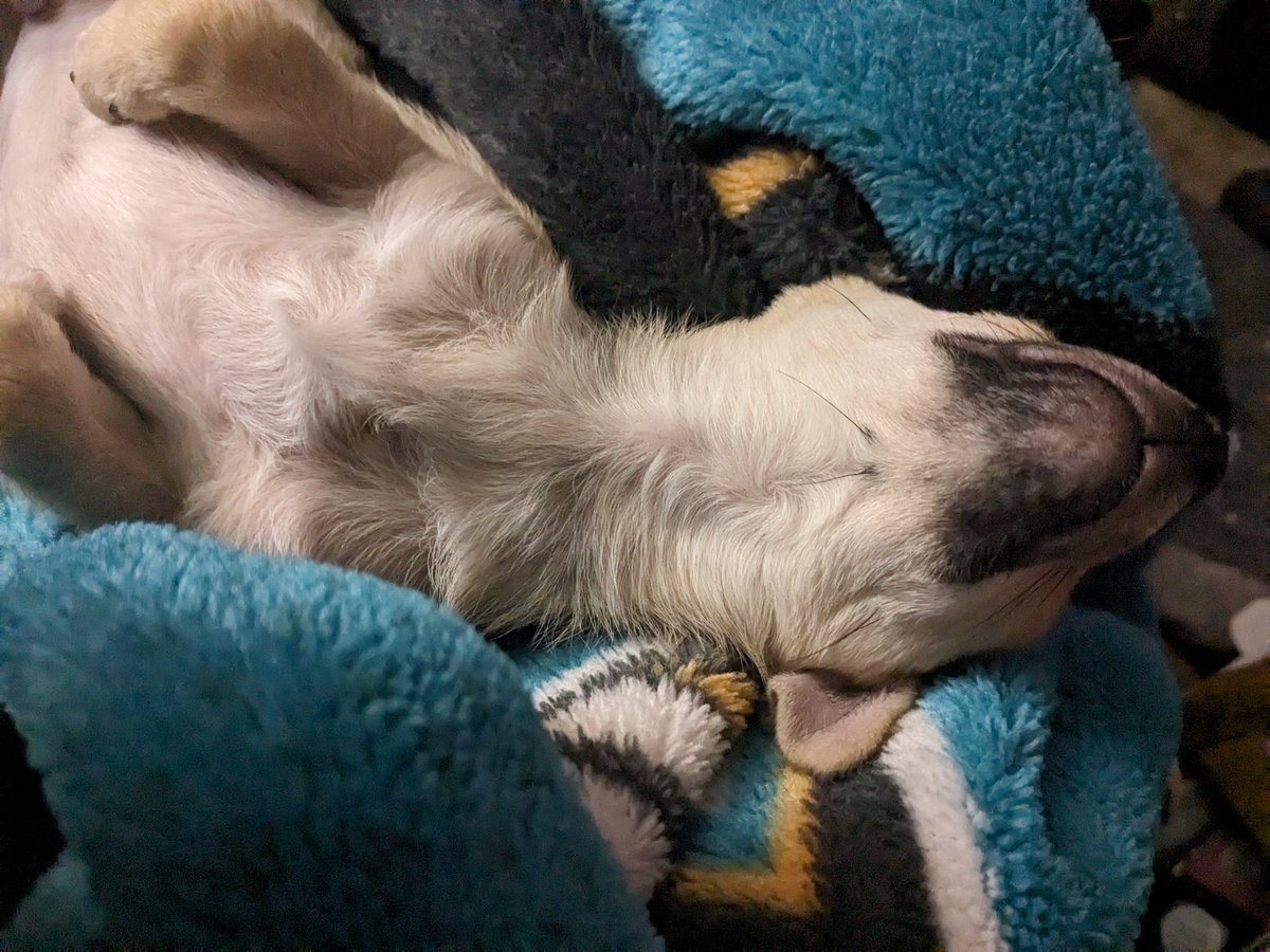 IX_Ryker_Psycho's tweet image. Post Masters @GhostAdventures marathon, puppy cuddles and a nice cup of tea = best way to end the weekend @Zak_Bagans @jaywasley @AaronGoodwin @BillyTolley #GhostAdventures #PGAMasters #Chihuahua