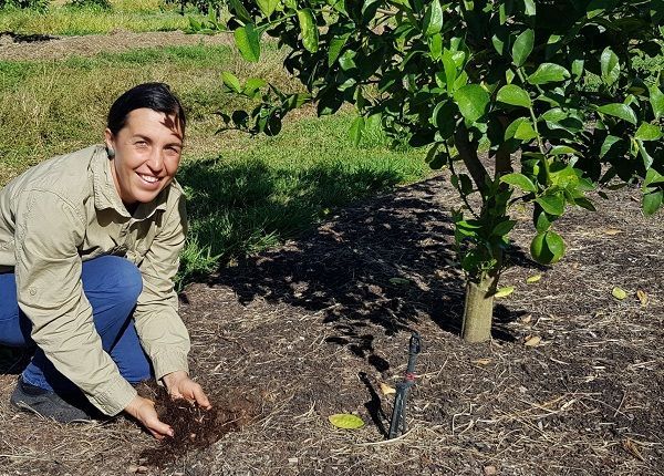 NRMRegionsQLD's tweet photo. 4 years of #citizenscience trials on lime farms in around Mareeba - a partnership between  farmer-led #WetTropics Soilcare group and @terrainNRM - have shed light on what kinds of mulch are best. And results have led to changes in #farmingpractice. 

More: https://t.co/oQ1cbrXDIK https://t.co/oo9BDGaASL