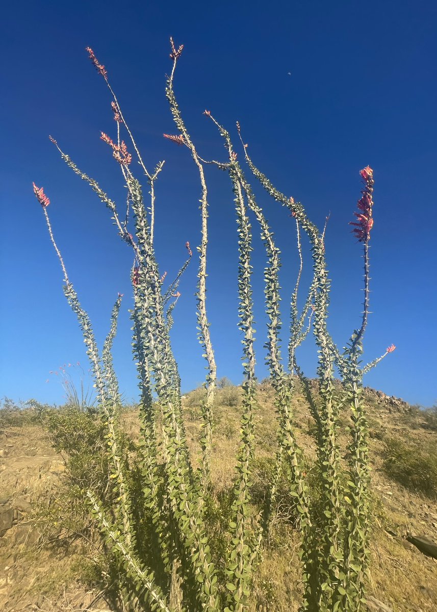 I got a few good pictures during my hike today #InBloom #Hiking #Nature #Springtime🥾⛰️☀️