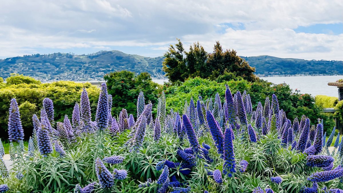 Echium in situ.  Gorgeous isn’t it?