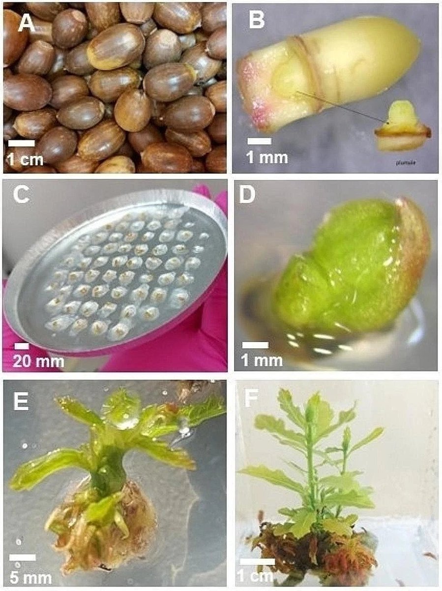 📢Check out the latest from Plant Methods!
Cryopreservation of sessile oak (Quercus petraea (Matt.) Liebl.) plumules using aluminium cryo-plates: influence of cryoprotection and drying
Full text: tinyurl.com/3p46s2we
#PlantMethods #PlantGermplasm #Vitrification