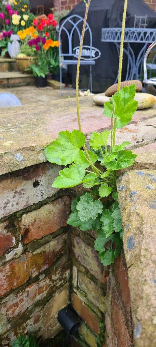 Heuchera 'Damask' looking gorgeous We've even a few that have seeded. No promises, they will be the same as Heuchera don't come true from seed. #Heuchera #greenplants #evergreen