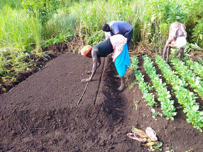 We advocate for green gardens in off seasons. 📷 One of our women farmers in Akobo County enjoy the benefits of embracing bucket drip irrigation in their gardens and seedbeds to grow vegetables for sale and consumption. 

#ClimateSmartAgriculture for smallholder farmers