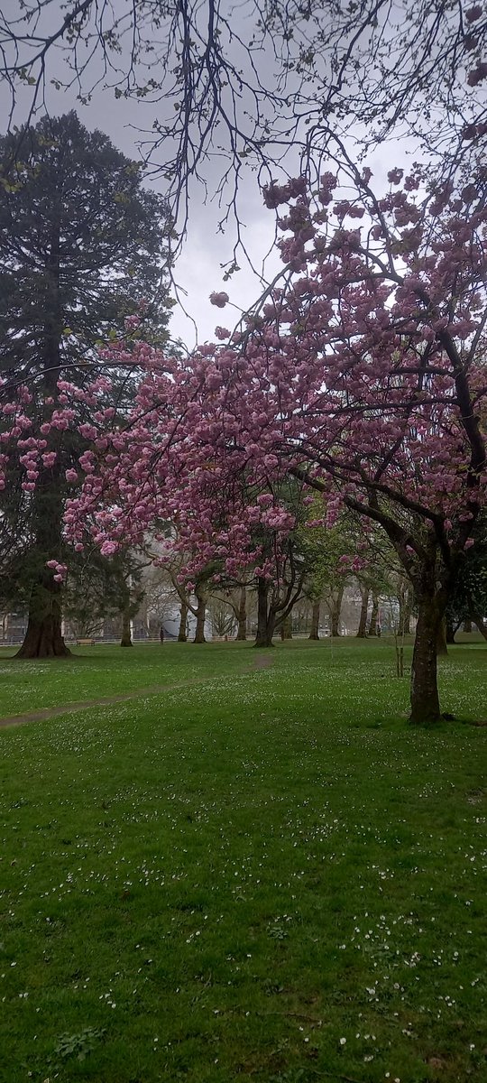 TaoPoetry's tweet photo. Moments come and go
And I
All cherry blossom sky
Pick apart the remnants
Of a verboten unwritten smile
Soul me a hymn from blues
Make from me rhyme
For I am lost in cause
Maybe you have the time
#DailySeeds https://t.co/tis2QUlfAu