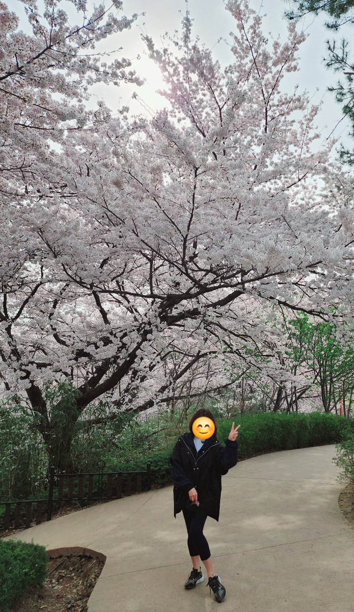 벚꽃이 지기전에...