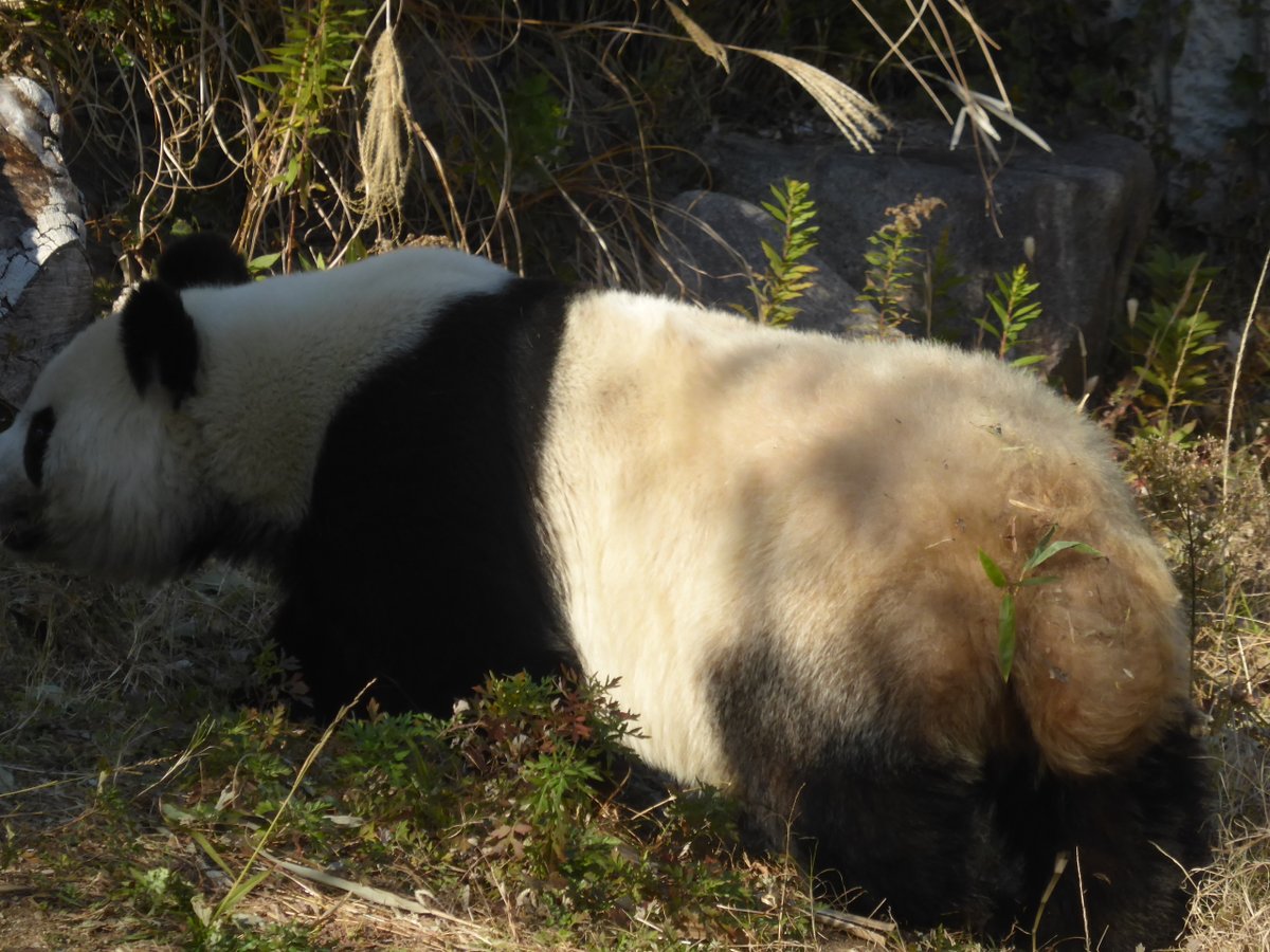 おはようございます🐼
今年も　わが家のあれくさーに
今日のお誕生日の人を聞いてみた。

レオナルドダヴィンチほかで
坂崎幸之助さんのお名前を言ってくれない💦

月曜日はけつ曜日

本日もいい日になりますように🎉