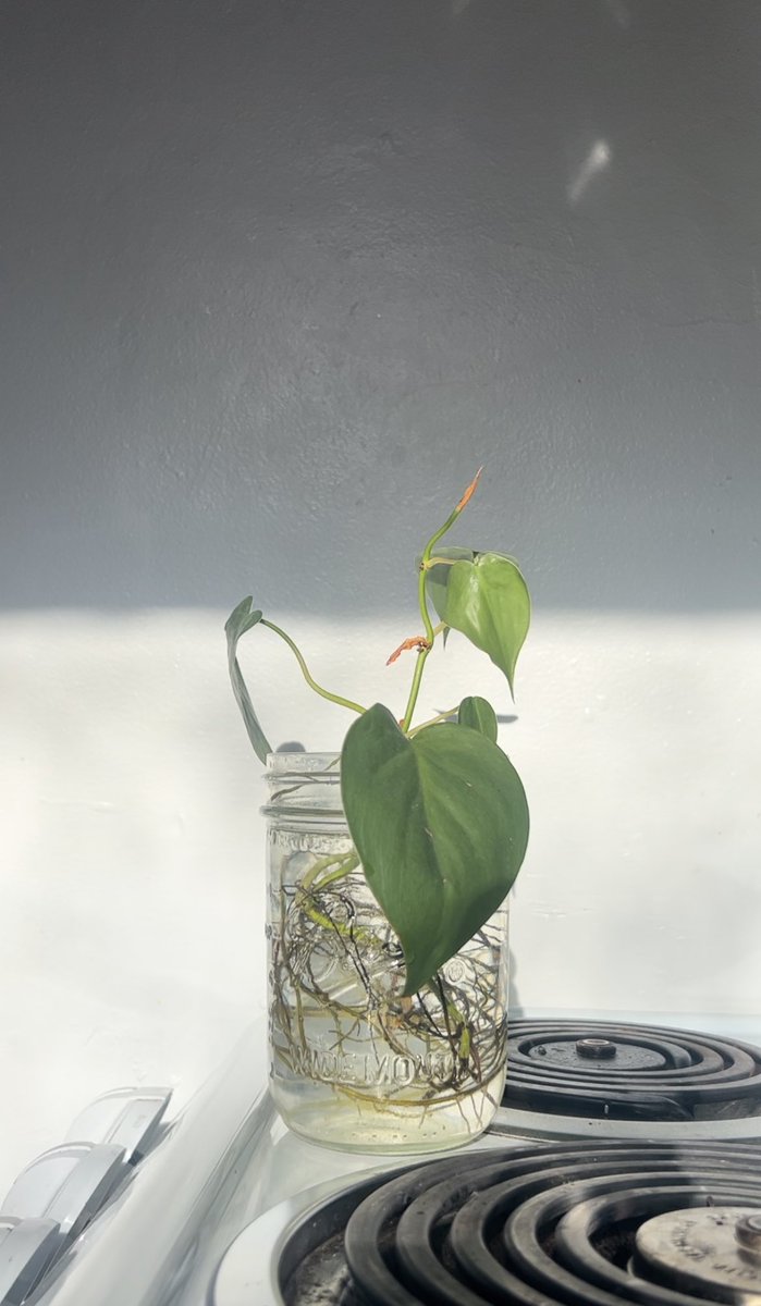 gracefurby's tweet photo. I just checked my propagation for the first time in months and took a self timer picture showing off the roots. Then I realized this is the lesbian equivalent of when bros take pictures of fish they’ve caught https://t.co/r25V1kqB8e