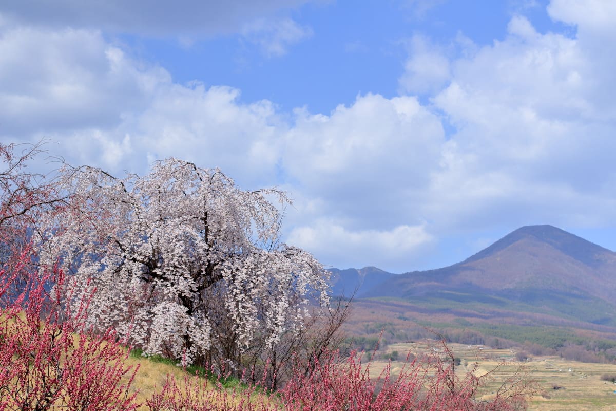 someparadise4's tweet photo. おはようございます😃
昨日は桜を見に行ってきました✨
今日からまた一週間、無理せず頑張るぞ😮 https://t.co/bHjqMoSsy5