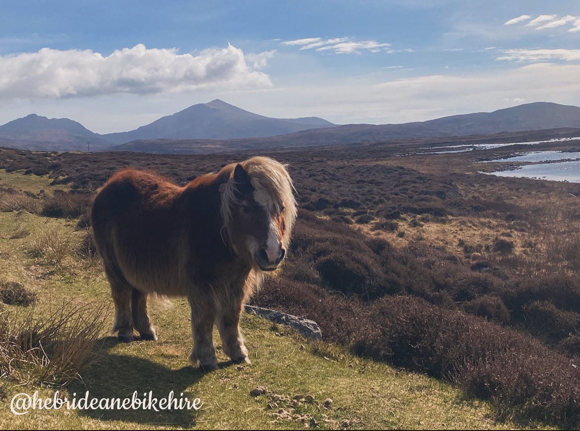 The resident Uist Sheltie 🐴

Your never alone out in the Hebridean Hills on your afternoon ride! ❤️🥰

#scotland #ebike #visitscotland #lovescotland #instascotland #hiddenscotland #thisisscotland #hebrides #hire #ebikes #scotlandtravel #scotlandlover #outerhebrides #mtb