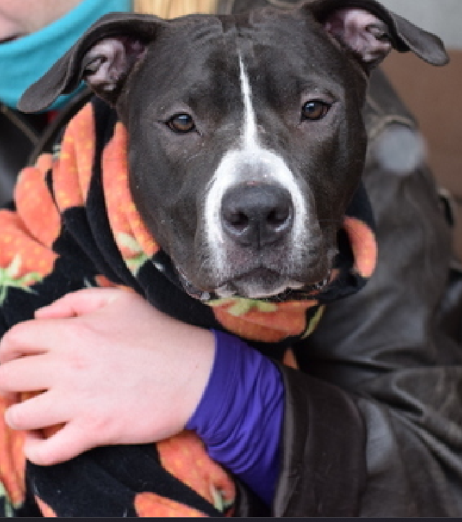 NMBewitched's tweet photo. Gertie is kill listed for 4/16 #NYCACC 
Because she is a #Puppy tired of living in a cage &amp; bites her leash when going outside

She is cuddly &amp; cute
Playful, active &amp; eager
Enjoys praise as much as treats
Loving personality &amp; prefers her doggy friends off leash
#AdoptMe #RescueMe https://t.co/sErtc6EWpi