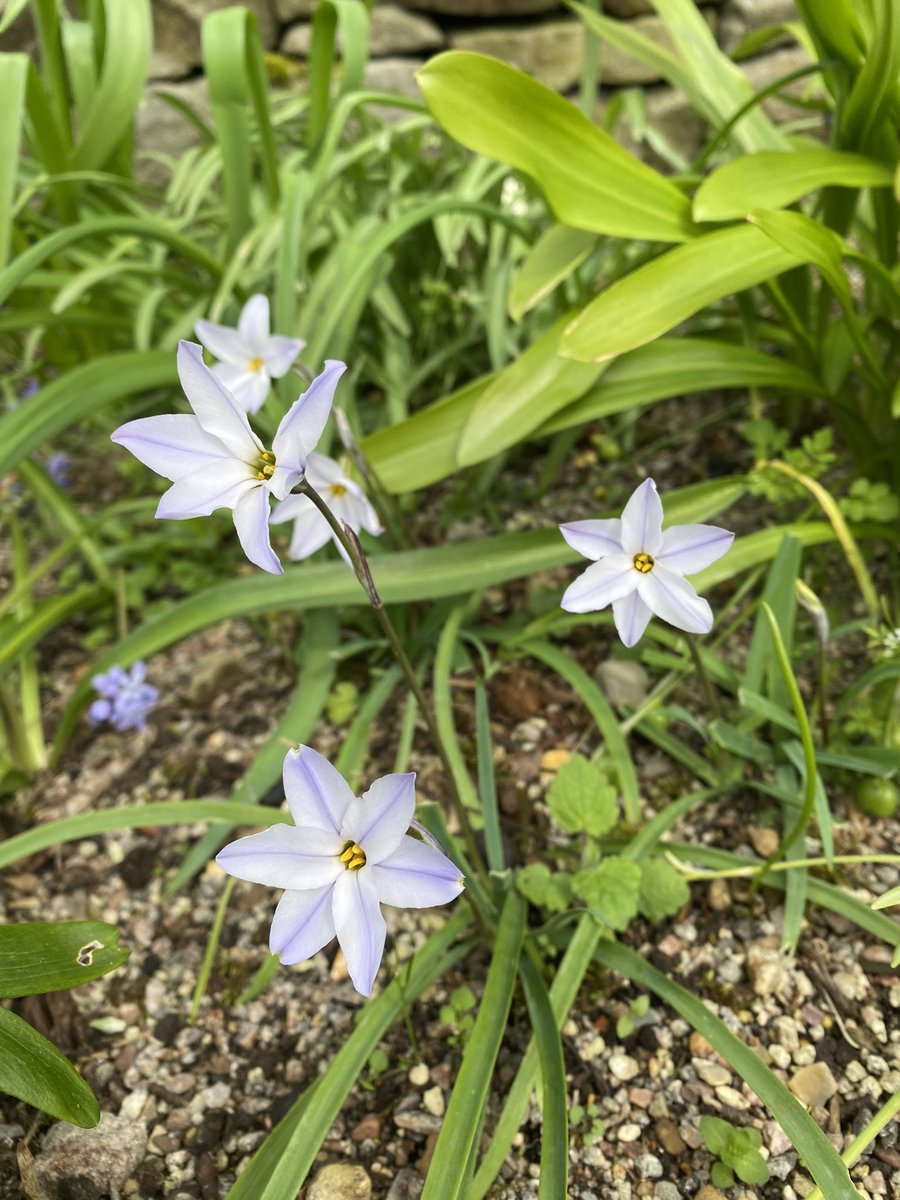 Ipheion uniflorum subsp. tandiliense is my favourite member of this genus and judging from the nibbled leaves and flowers, someone else’s too. #fairviewyearround