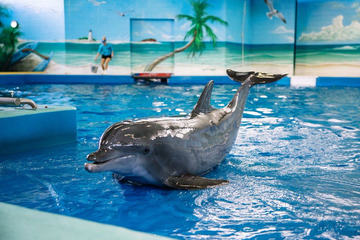 🌊🐬 National Dolphin Day!! 🐬🌊 If you're looking to meet some dolphins in #CoastalMississippi, you've got options! Check out Ocean Adventures, the Mississippi Aquarium, or book a charter boat adventure! Plan your trip and #PlayCoastal: bit.ly/4cWoeVI