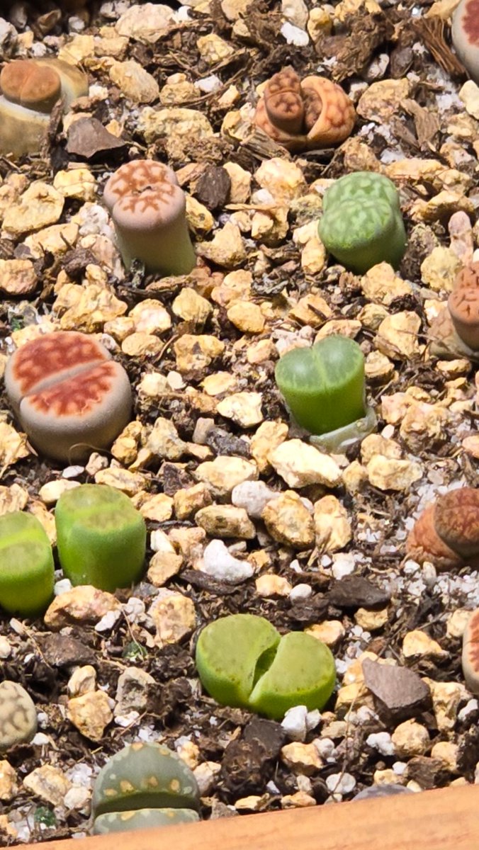 Lithops are popping boners*. They're stretching too much from distance to the lights. Putting them on a platform.