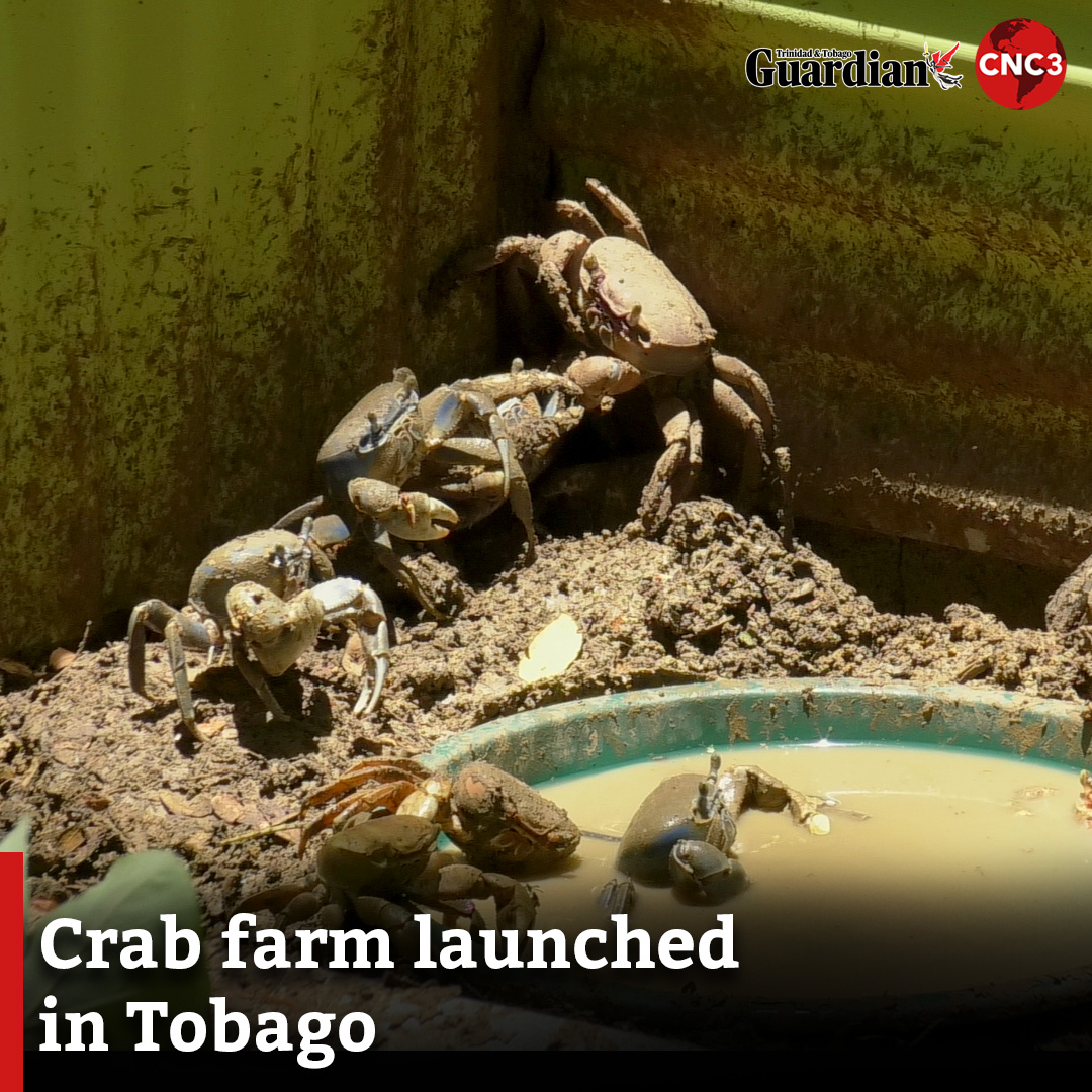 Tobago officially launched its first crab farm on Friday, with hopes to sustain the quality of crabs sold on the market. For more... cnc3.co.tt/crab-farm-laun…