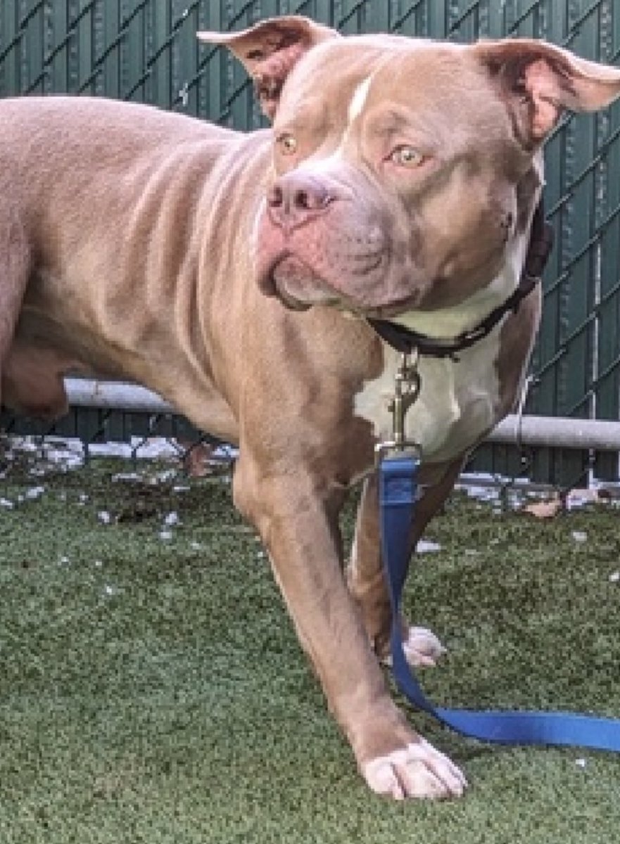 TomJumboGrumbo's tweet photo. Wonka Blue 194725 has neurological issues which makes him stagger and collapse. He's described as having "an adorable puppy-ness quality about him, exploring the world as if its all brand new to him" . A wonderful 4 year old who's now TBK Tuesday, he's a little scared, but otherwise a well behaved dog who's easily leashed, walked and returned to his kennel. He needs medical and a family to love: adoptable from any location, he's looking for a home with kids age 13+. Please repost pledge, let's save Wonka!
https://t.co/O6oqIoalwA
https://t.co/1NB601jTJw