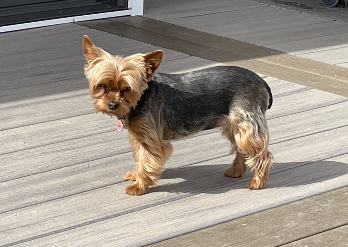 I wonder how many times he is going to throw that ball before he figures out I don’t want to play! #dogs #playball #Spring #fun