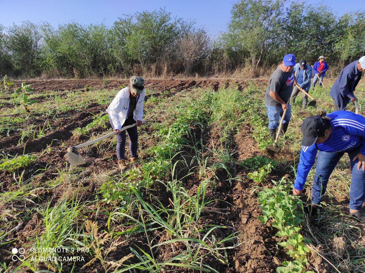 CalixtoSanties5's tweet photo. Al Partido le corresponde encabezar el combate de la producción de alimentos. Hoy dedicamos el trabajo voluntario al día del trabajador del Partido. #ProvinciaGranma https://t.co/8wvwsSGKur