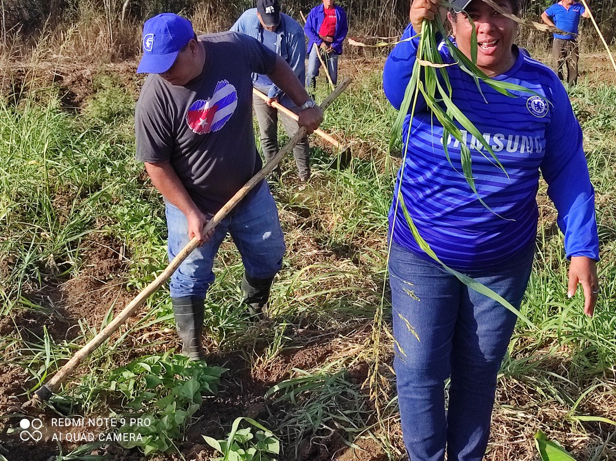 Al Partido le corresponde encabezar el combate de la producción de alimentos. Hoy dedicamos el trabajo voluntario al día del trabajador del Partido. #ProvinciaGranma