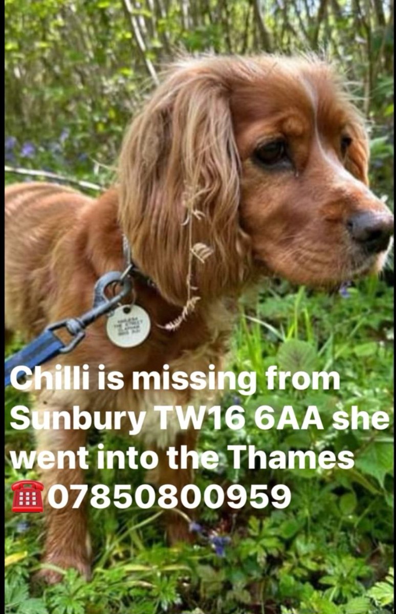 @JacquiSaid @sunburymatters @DogLostUK @MissingPetsGB @VetsGetScanning @rosiedoc666 @rosieDoc2