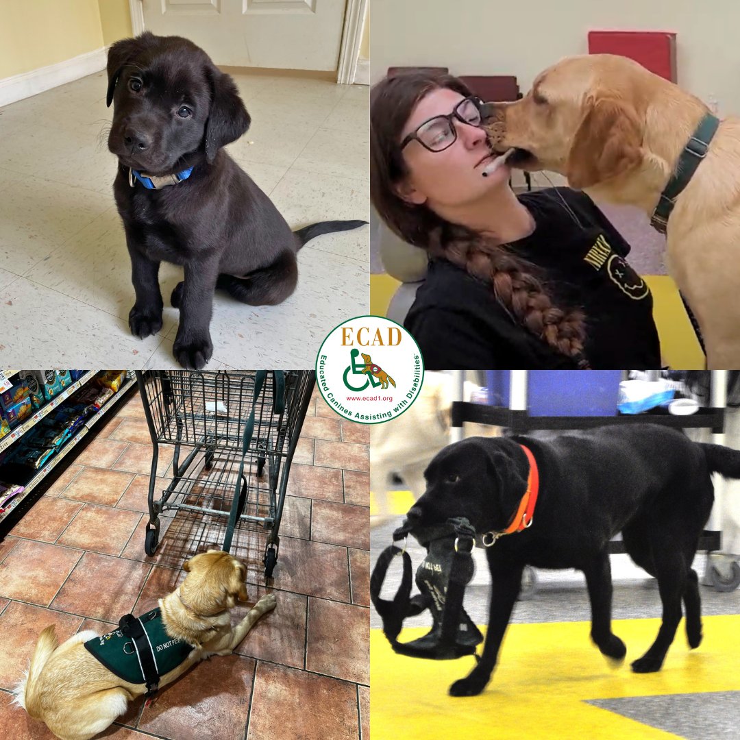 📣 We need YOUR feedback! 📣

We want to hear from you to help the trainers plan our upcoming 'Class in Session' livestreams! 
#ClassInSession #ExploreCam #helpdogshelphumans #servicedogsintraining #journeytoindependence