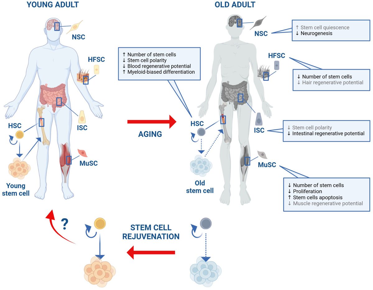 Agingdoc⭐David Barzilai🔔MD PhD MS MBA DipABLM🩺 (@agingdoc1) on Twitter photo <a href="/Fra_Matteini/">Francesca Matteini</a> (<a href="/p_cmrc/">Programa de Medicina Regenerativa de Catalunya</a> <a href="/idibell_cat/">IDIBELL</a>)
Figure summarizes the effects of aging on several human somatic stem cells
"The strategy proposed in the cartoon suggests the use of rejuvenated stem cells as a therapeutic tool to improve the homeostasis of the entire tissue/organ by <a href="/Fra_Matteini/">Francesca Matteini</a> (<a href="/p_cmrc/">Programa de Medicina Regenerativa de Catalunya</a> <a href="/idibell_cat/">IDIBELL</a>)
Figure summarizes the effects of aging on several human somatic stem cells
"The strategy proposed in the cartoon suggests the use of rejuvenated stem cells as a therapeutic tool to improve the homeostasis of the entire tissue/organ by