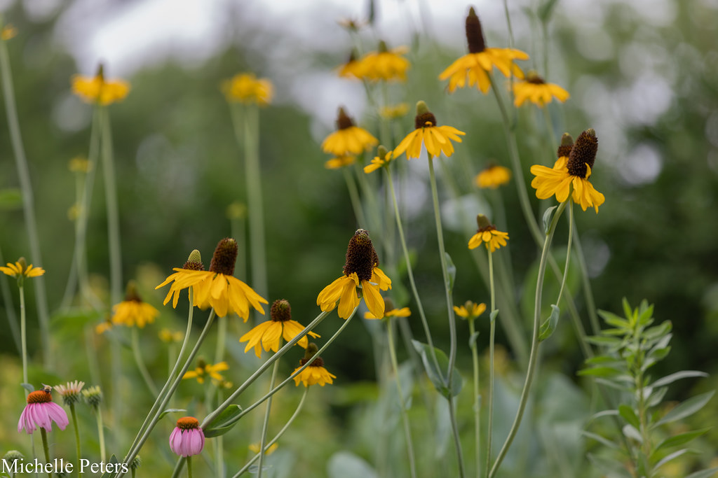 Start a pollinator garden to celebrate Native Plant Month! You can provide vital habitat for pollinators by adding native pollinator-friendly plants to your yard and flower pots. Join our Plant for Pollinators Challenge presented by HighGrain Brewing Co - ow.ly/h1KM50R8xVa