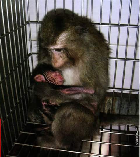 Mother's love in the laboratory! How can we as humans allow this to happen, to take everything she has, broken spirit, knowing that she can't even care for her baby.
Ashamed to be human !!!!
#theprocessofanimaltestinghasneverbeenscientificallyvalidated @CBUK10 @CBUK22 @ArtCBUK