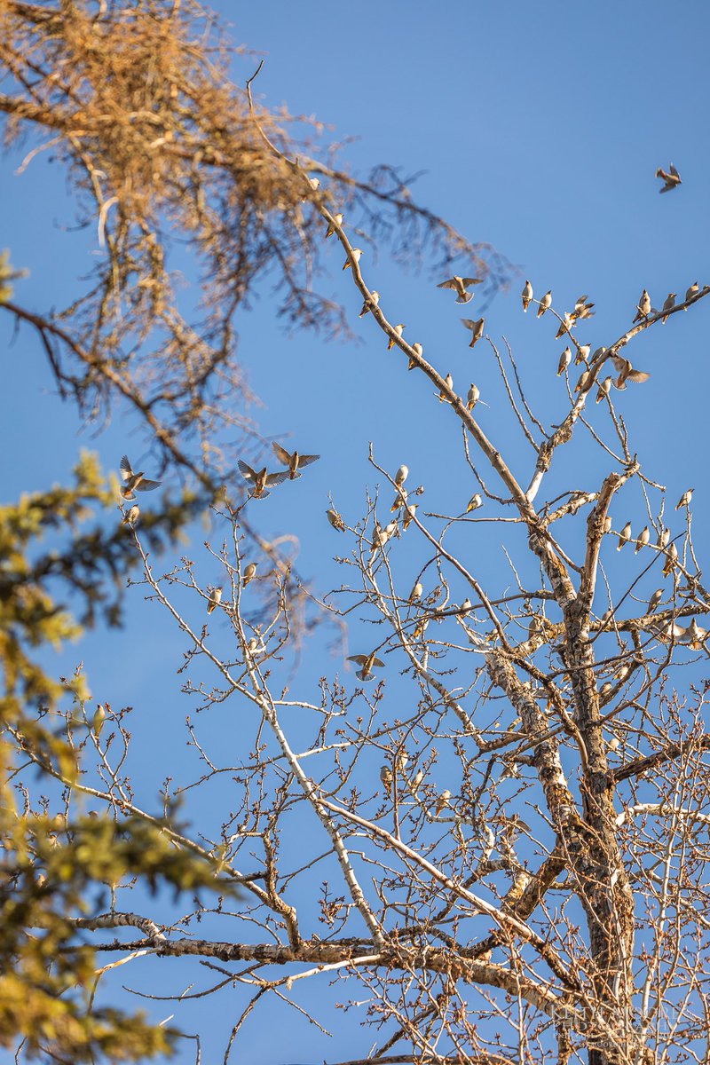 Morning adventures- Sunrise reflections on the downtown skyline this morning! Then went for a little walk, saw this cute little owlet & mamma was keeping an eye on me!! Lol Also a tree with a lot of waxwings hanging out too!! #yeg #owls #exploreedmonton #canon #sigma