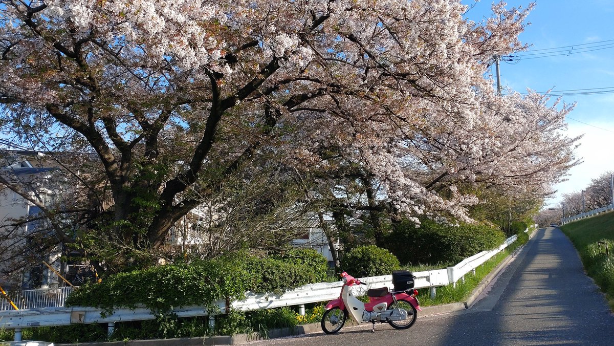 今年は短かった🌸すぐ葉桜🌿それもまたいい感じ🎵記念に１枚📷
#桜
#天気の子
#桜吹雪
#葉桜