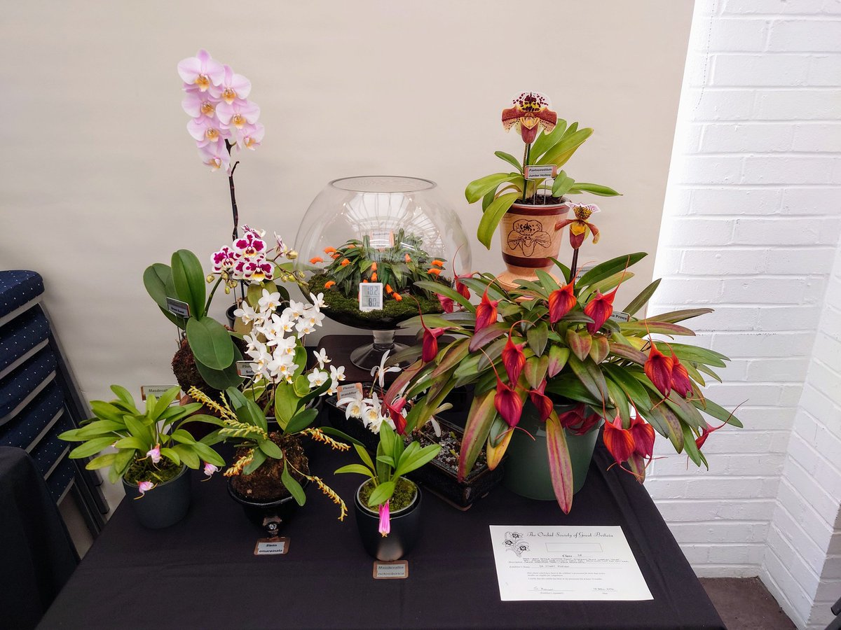 Delighted to win my first Orchid Society of GB Best in Show (Masdevallia Prince Charming 'Trevor') + Best Specimen Plant (Masdevallia mendozae 'Mullus') in the spring show yesterday #Orchidaceae
