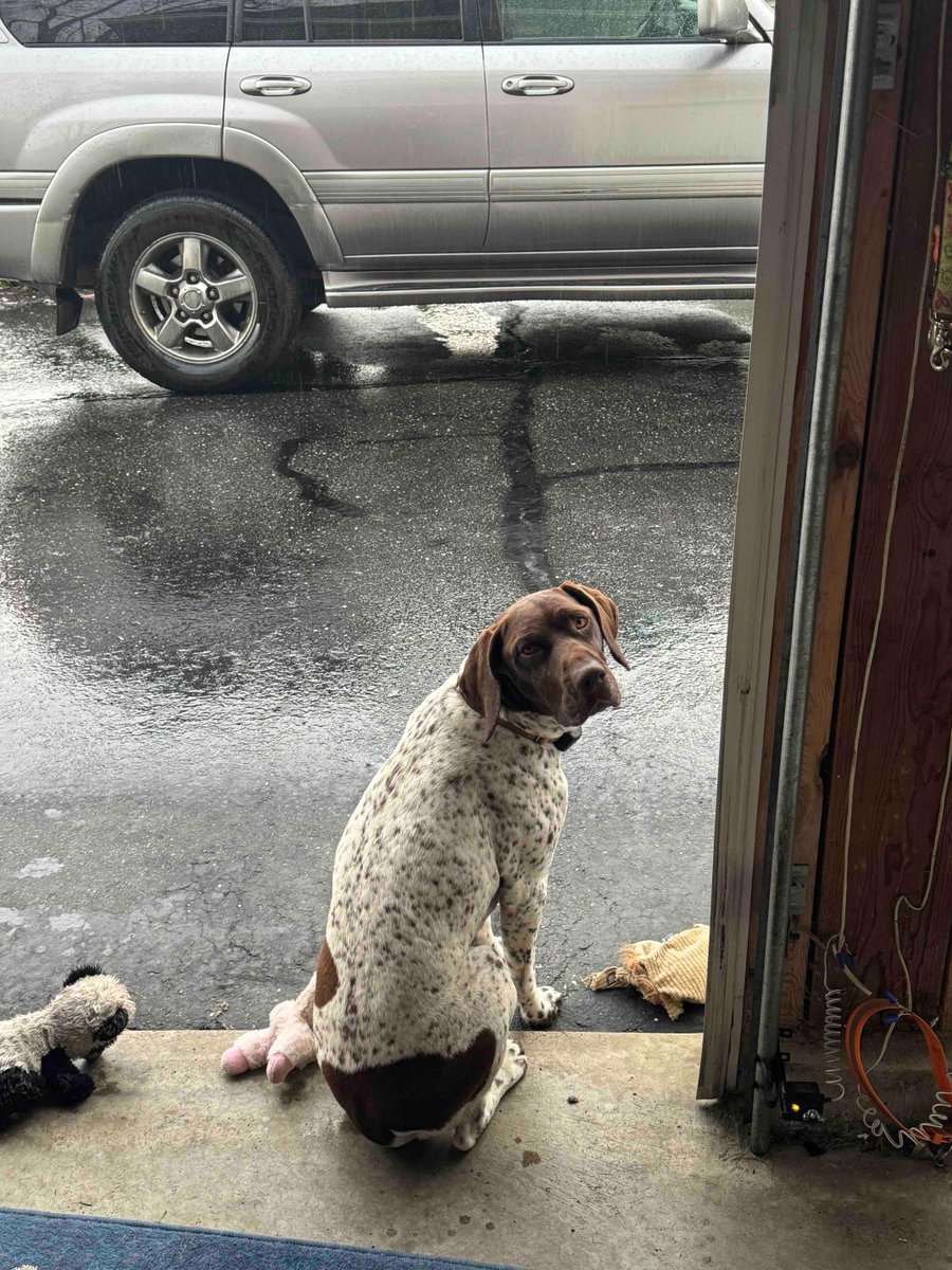 Amykahnrussell's tweet photo. Another rainy Sunday afternoon. And Nyla sits on the edge of the garage waiting to go play with all her babies. #rainyday #sunday #doglife #springinCT https://t.co/8XE3b0zE6A