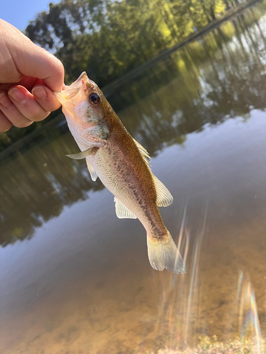 Great way to relax after practice. Going fishing in my neighborhood. Caught some little bass, not bad for the first casts this year! 💛💙🎣@Org_LLG @LLGCOACH @LLG_Premier #ILEAP #getstruck #gonefishing