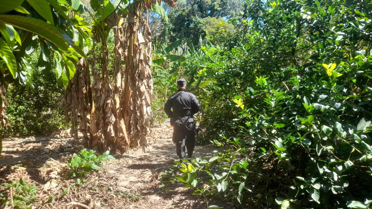 #SeguridadNacional | Elementos de la @PNCSV, trabajan para mantener las zonas rurales libres de delincuentes, recorriendo kilómetro tras kilómetro para descartar la presencia de terroristas. 

#GuerraContraPandillas