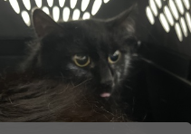 🆘🆘 CHEDDAR, 2 YO (JUST A BABY), FEMALE – IN BROOKLYN ACC 🆘🆘 - came into the shelter as an aco - owner surrender on 3/7/2024, with the surrender reason stated as not a fit - too many animals already. 😿 😿 😿 😿 Cheddar was brought in from a hoarding situation with limited…