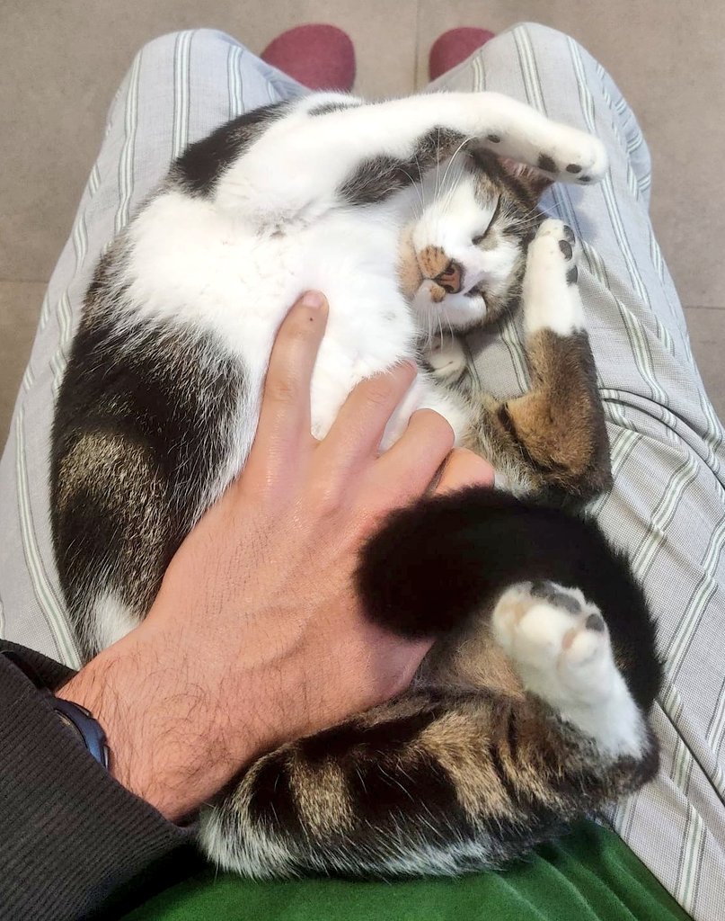Alba_ricoque's tweet photo. A mí is qui no mi gustin lis gatos mimimi https://t.co/2Cf0Une3CY
