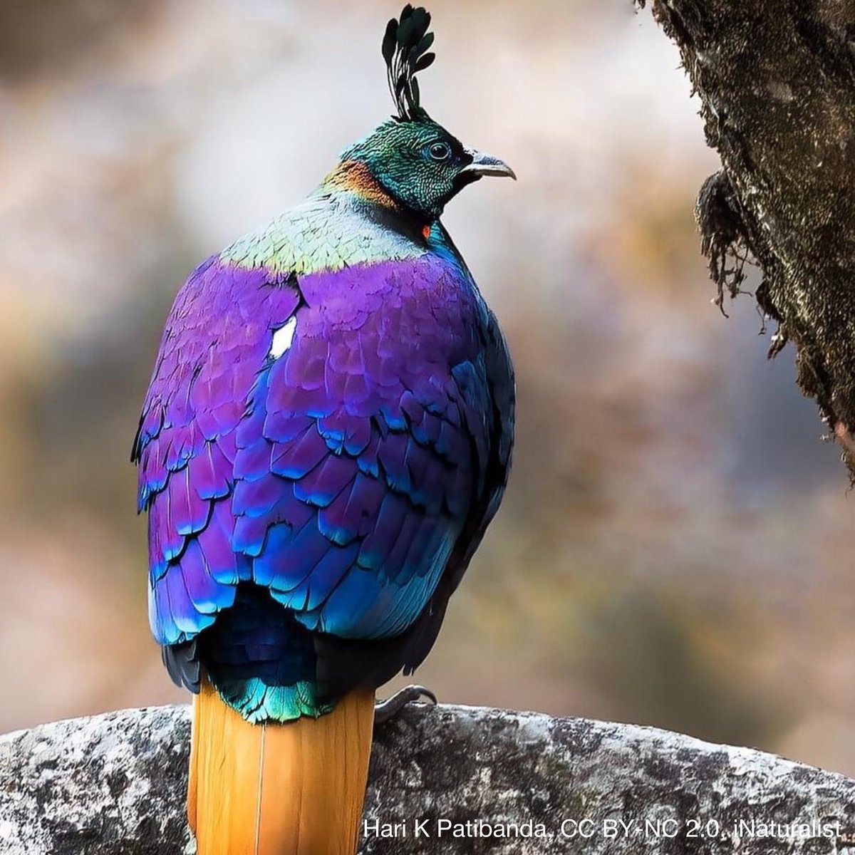 Behold the vibrant Himalayan Monal! 🌈 Males flaunt iridescent feathers to attract mates. Found in the Himalayas, this bird lives at altitudes up to 16,000 ft (4,877 m) in summer! It uses its hooked beak to forage for insects, seeds, and berries.