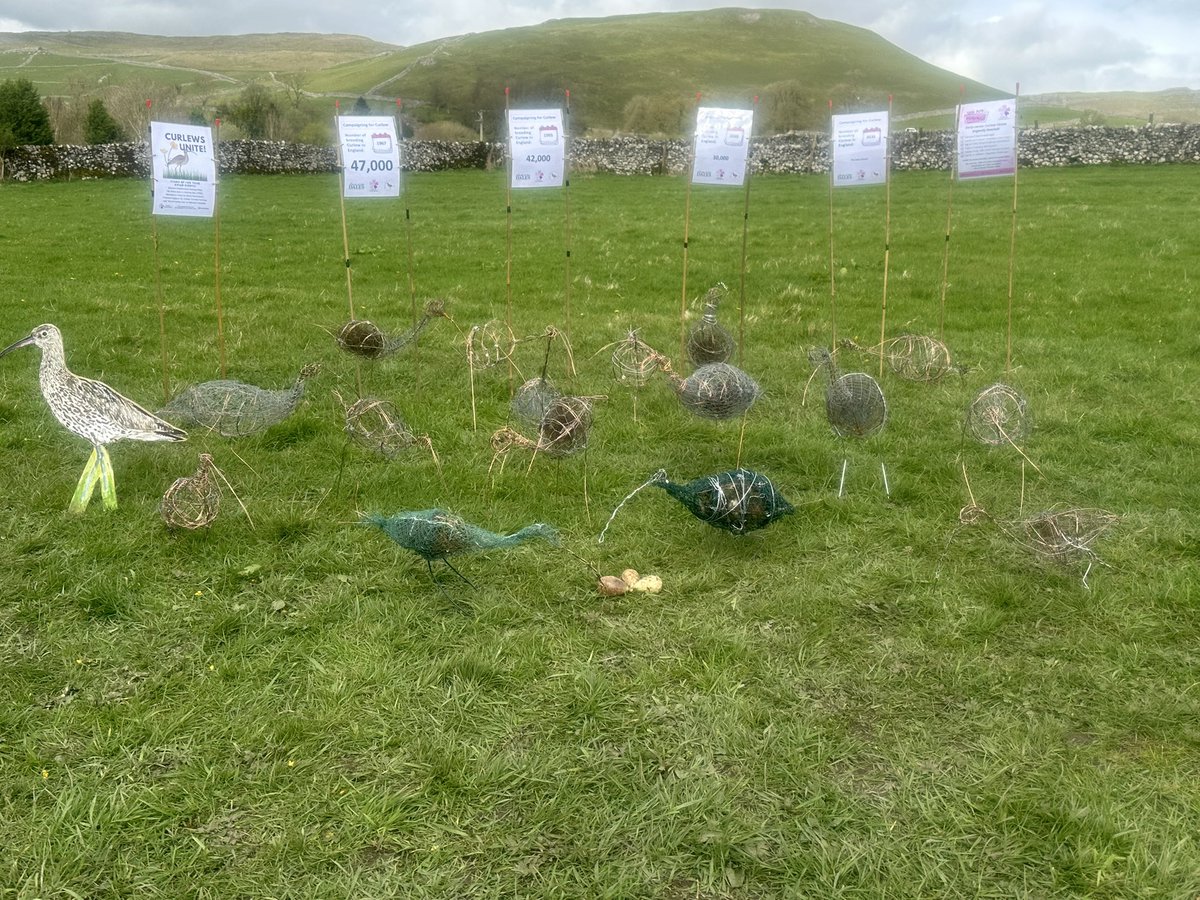 Was at Malham today as part of Curlew Awareness Day. Raising awareness about #curlew in the #YorkshireDales!  A Creative Campaigners event for @FriendsDales 

A great day engaging with visitors in Malham.

More info friendsofthedales.org.uk/campaigns/camp…

@hilltopfarmgirl @CurlewAction…