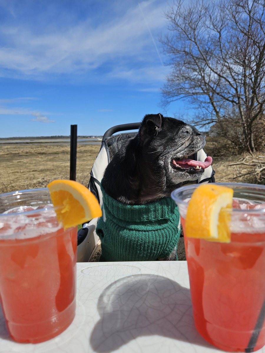 A gorgeous spring day calls for lunch on themarsh !!🦀🍹 #puglife #pugs #pugsoftwitter #dogsoftwitter #mainelife #mainedogs #maine #beachlife #tripawd #seniordogs