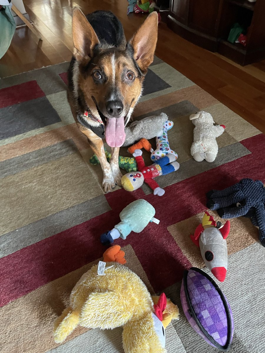 Day 12 ‘Day Of Silence’ Day 13 ‘Scrabble’ Day 14 ‘Look Up’ Hooowl It Was A Day Of Silence After I Looked Up From My Stuffed Frens Scrabble Explosion!😂🐶 #PostAFavPic4VioletApr24 #DogsOfX #CatsOfX #ZSHQ