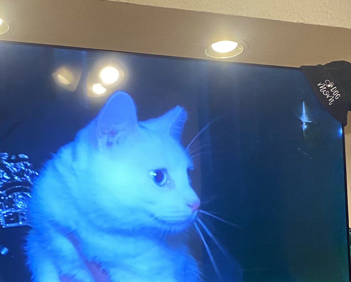 Joyouss0's tweet image. Just a little FYI…. White cats with blue eyes are 99.999% of the time deaf. The fact that that woman can abandon that clearly rescued cat so easily after 2 years really bothers me. Pets are NOT disposable! #DoBetter #LifetimeCommitment #Cats #OPL @OfficialOPLive @OnPatrolNation