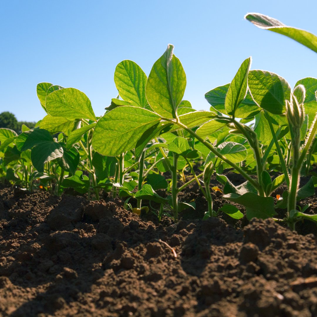 PyroAg's tweet photo. Pyroligneous Acid (Wood Vinegar) shown to increase leaf chlorophyll levels &amp; carbon capture.  Leading to “enhanced soybean plant growth &amp; improved yield”.🌱 
Article: https://t.co/8X1f4lMoan 

#woodvinegar #ausag #soilscience #pyroligneousacid #chlorophyl #carboncapture https://t.co/VaYDmN3uMh