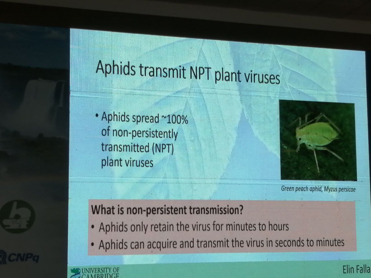 MikabAley's tweet image. @ElinFalla on epidemiological modeling of non-persistently transmitted plant viruses: viruses alter host phenotype to change aphid behavior; model shows that attract-and-deter phenotype benefits virus more than previously thought -implications for control; @nikcunniffe lab #iew13