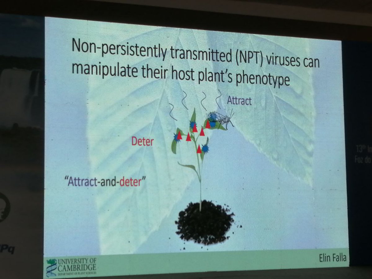MikabAley's tweet image. @ElinFalla on epidemiological modeling of non-persistently transmitted plant viruses: viruses alter host phenotype to change aphid behavior; model shows that attract-and-deter phenotype benefits virus more than previously thought -implications for control; @nikcunniffe lab #iew13