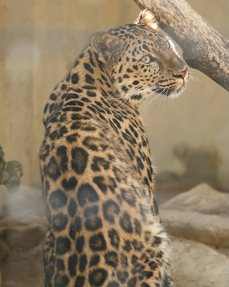 可愛いカランちゃん❤

2014年3月11日福山市立動物園生まれ
母 ピン　父 アニュイ
同腹姉妹
コロン(いしかわ動物園)
2024/4/14㈰撮影📷
#カラン
#群馬サファリパーク
#アムールヒョウ 
#遠東豹
#AmurLeopard
#Pantherapardusorientalis