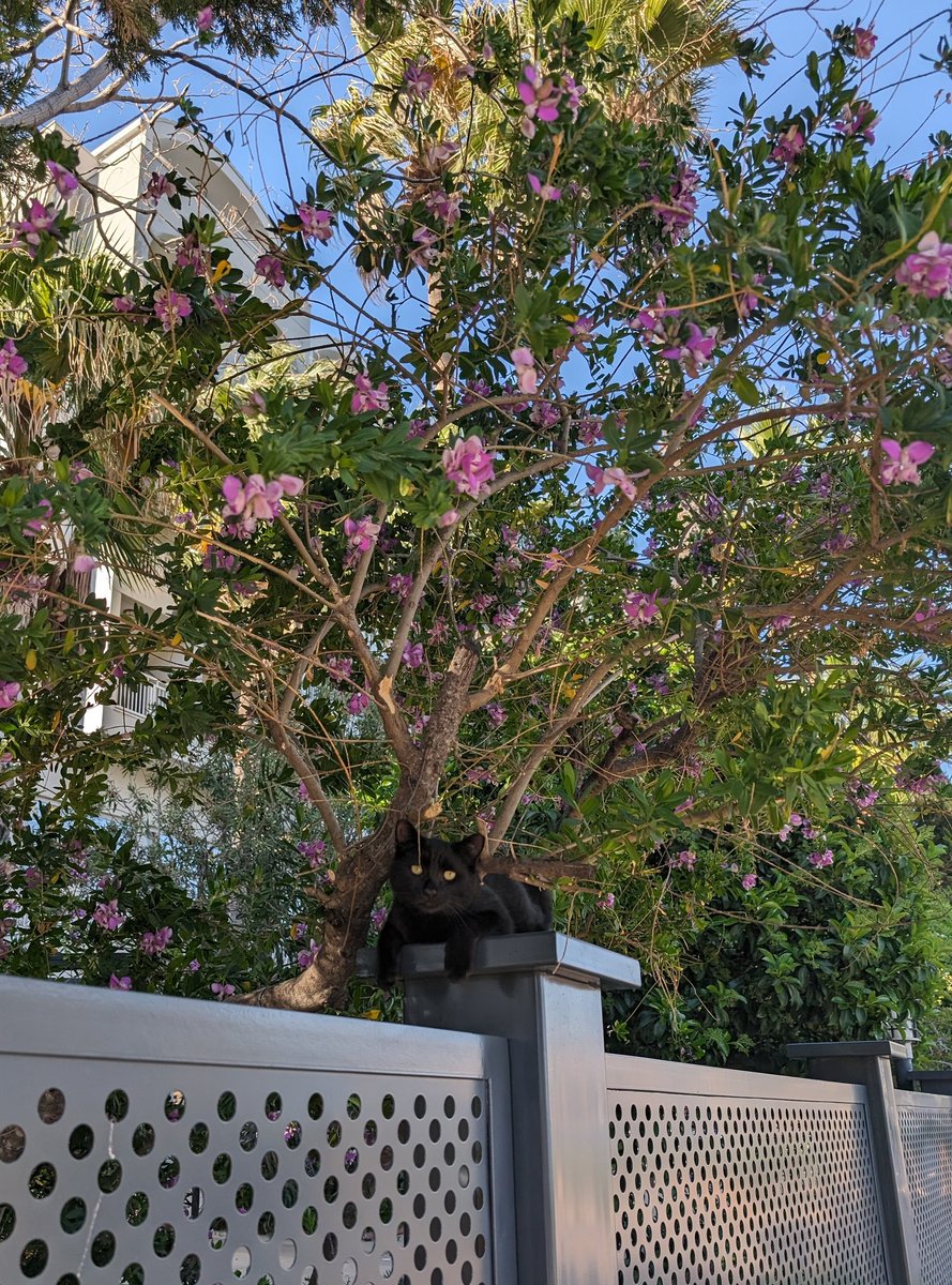 SarahJones91's tweet photo. Cats of Turkey 🧿🇹🇷😻 https://t.co/Mz8n5UBRsz