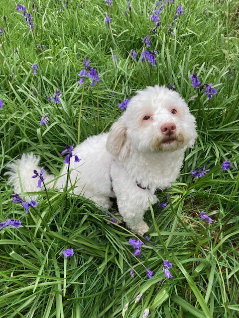 Barns2019's tweet photo. Had a lovely walk today at Christmas Common, the floofs were so pretty #bluebells #dogsontwitter https://t.co/m2sdsp4QP9