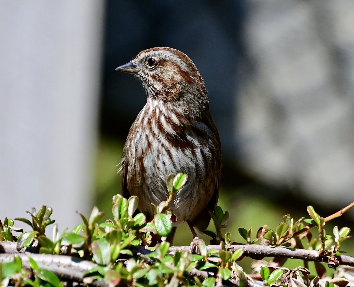 Here’s a Song Sparrow from the #backyard for todays #SparrowSunday 😎
#TwitterNatureCommunity
#TwitterNaturePhotography
#birdphotography #BirdsOfTwitter #wildlifephotography #NaturePhotography