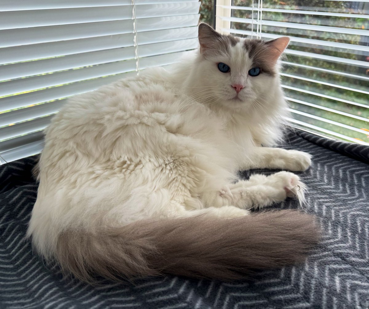 Magnus has approved the new microfibre blanket #CatsOfTwitter #ragdollcats