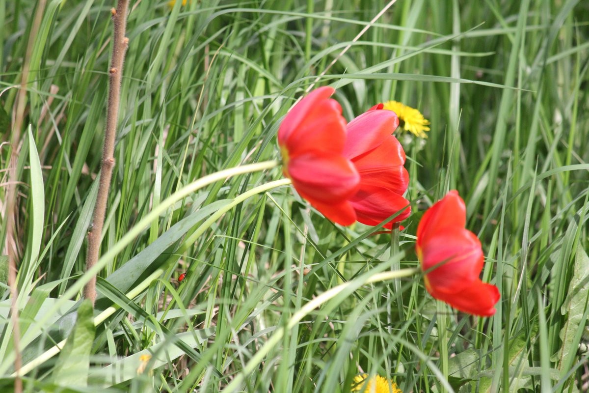 Graza5Graza's tweet photo. 🌷🌷🌷🪲
#wind #tulips and #redbeetle https://t.co/oP60xHyJId